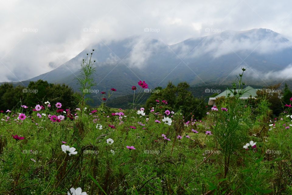 Wild field flowers