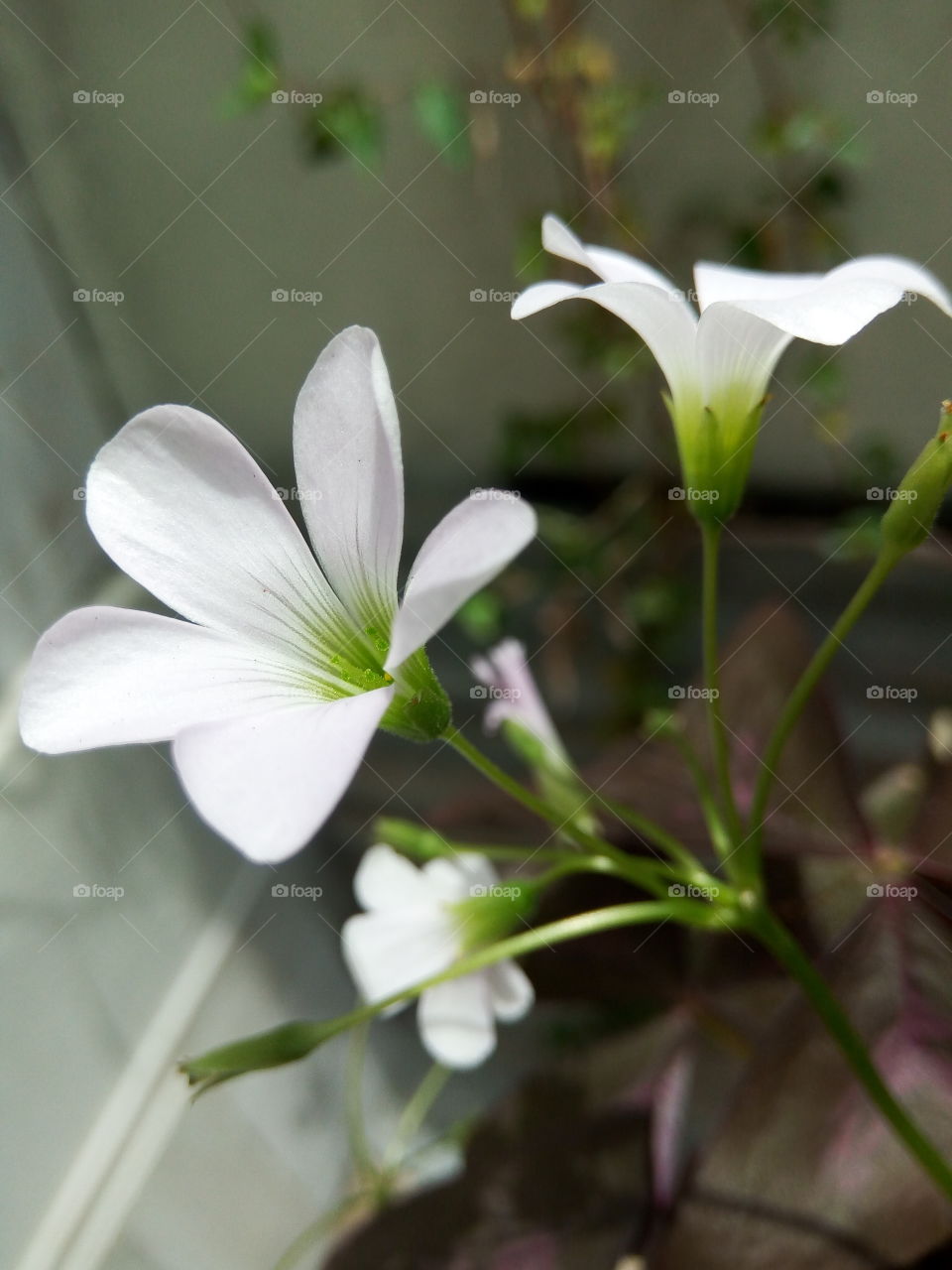 Nature, Flower, Leaf, No Person, Flora