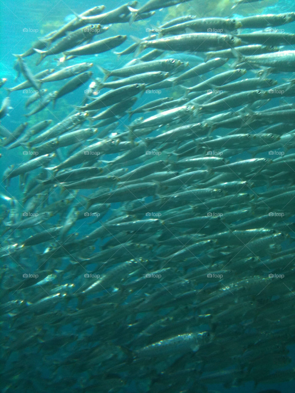 aquarium monterey shoal by decibellebass