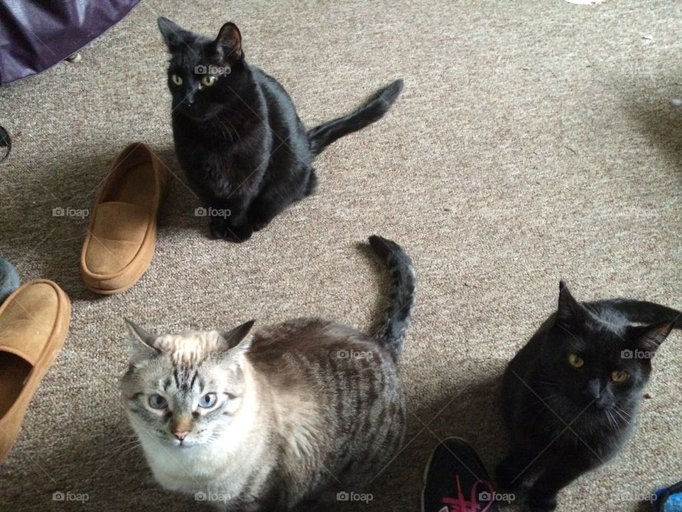 My three cats. My three cat Loki,Lucious and Scar