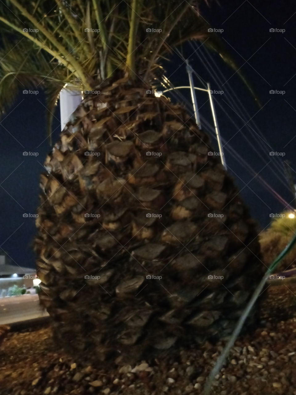 the biggest pineapple I've ever seen