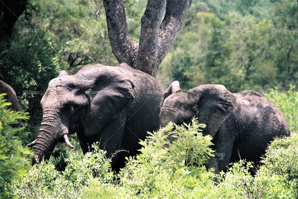 Elephants. Kruger Park. South Africa