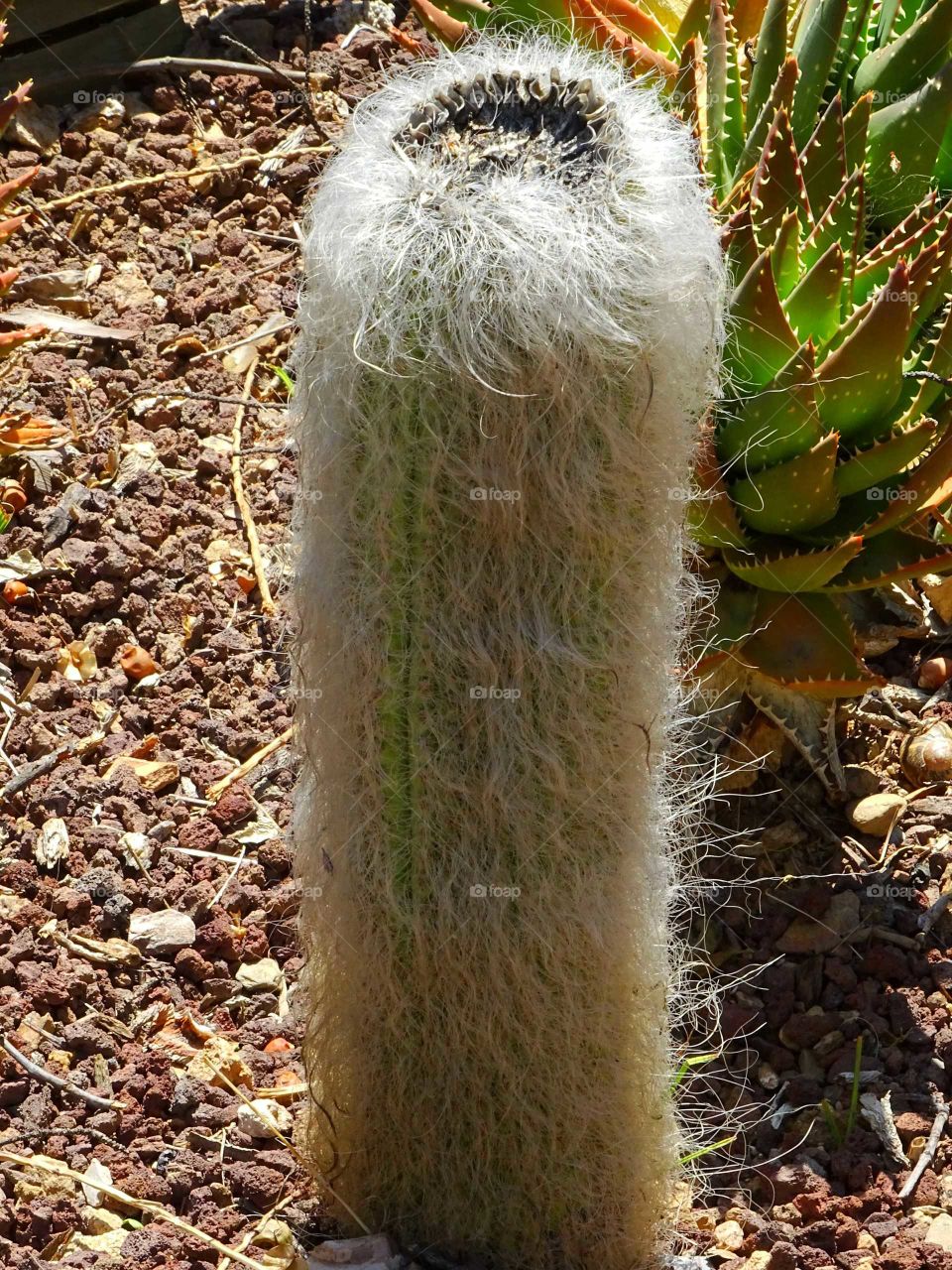 Cactus