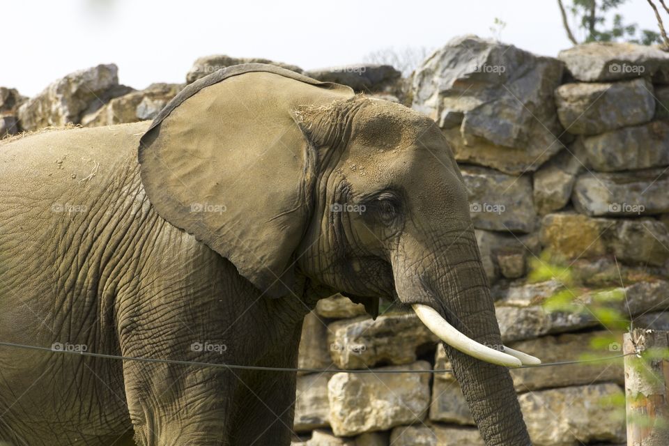 Elephants portrait