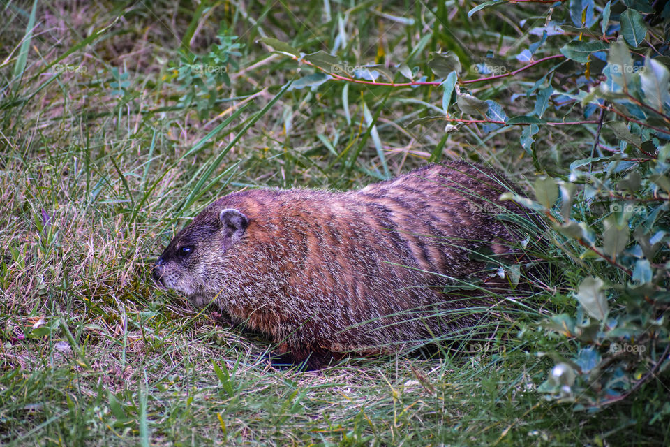 Just captured this but I am not sure what is this animal called? Moving in the US made me see so much wild life. It’s amazing! 