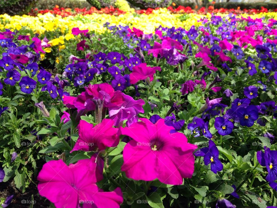 Close-up of flower field