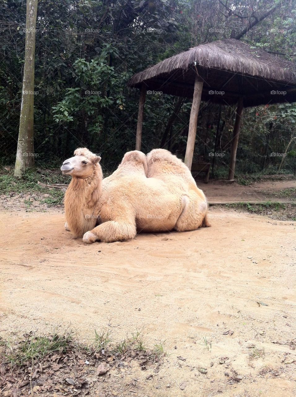 Um camelo descansando no Jardim Zoológico de São Paulo - Brasil