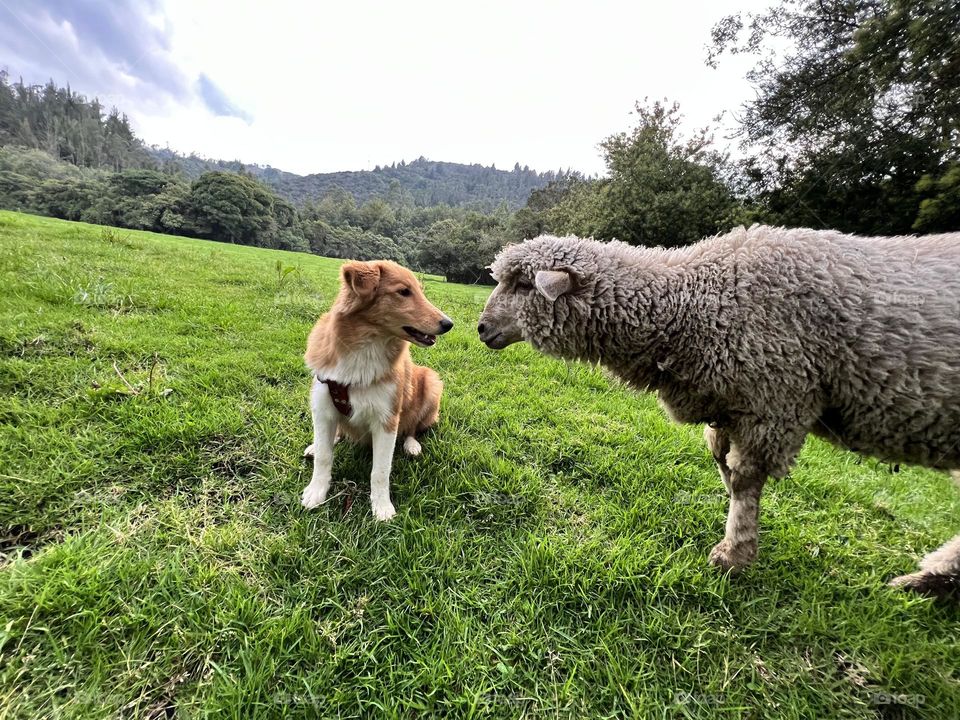 Perra pastor collie y oveja 