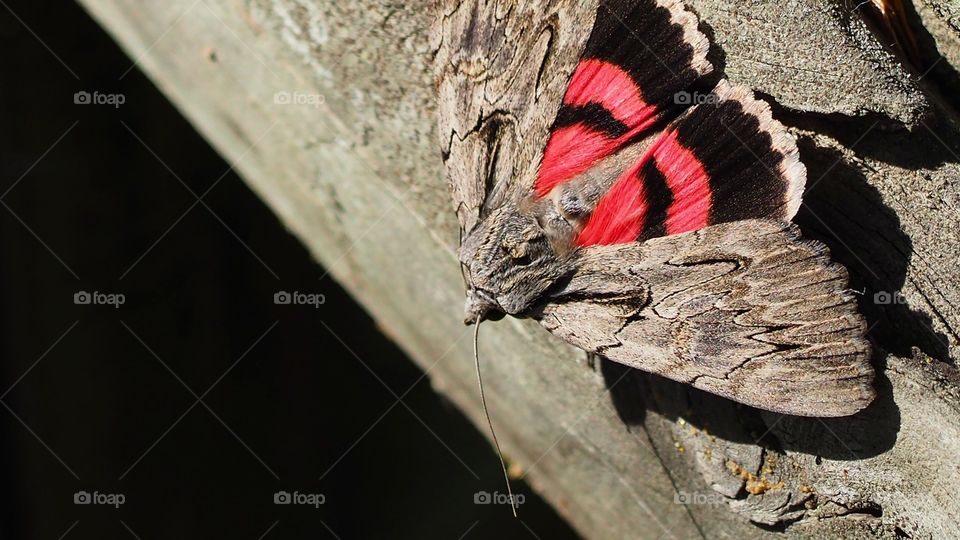 Polilla 
Moth