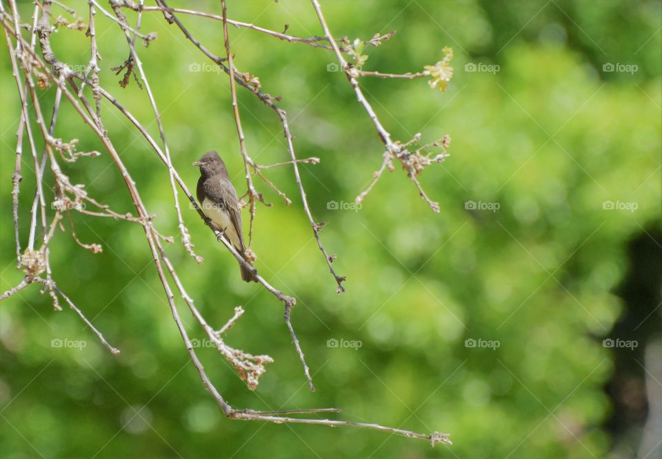 bird watching, bird sitting on a tree branch