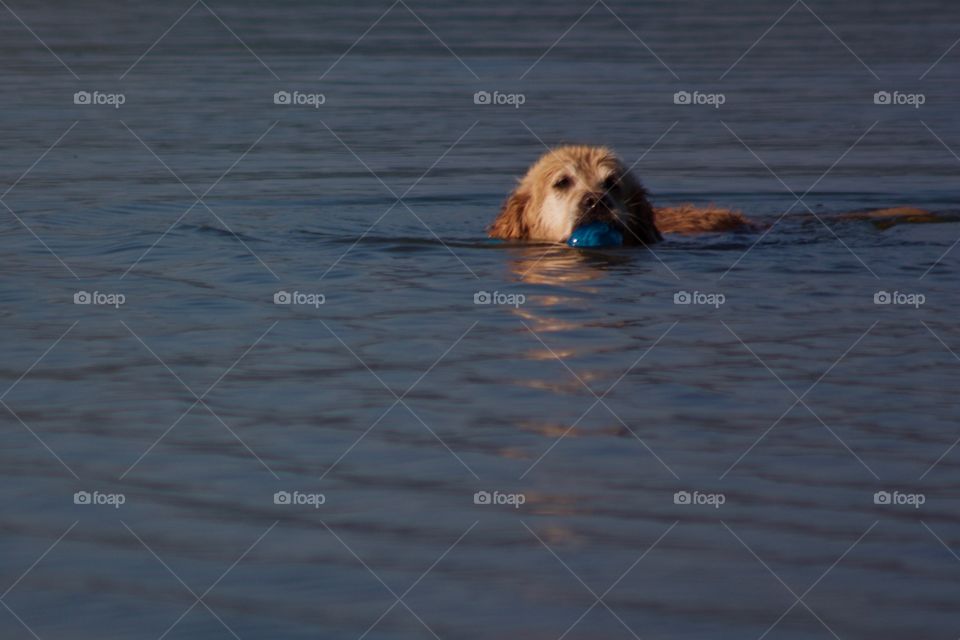 Dog fetching toy in water