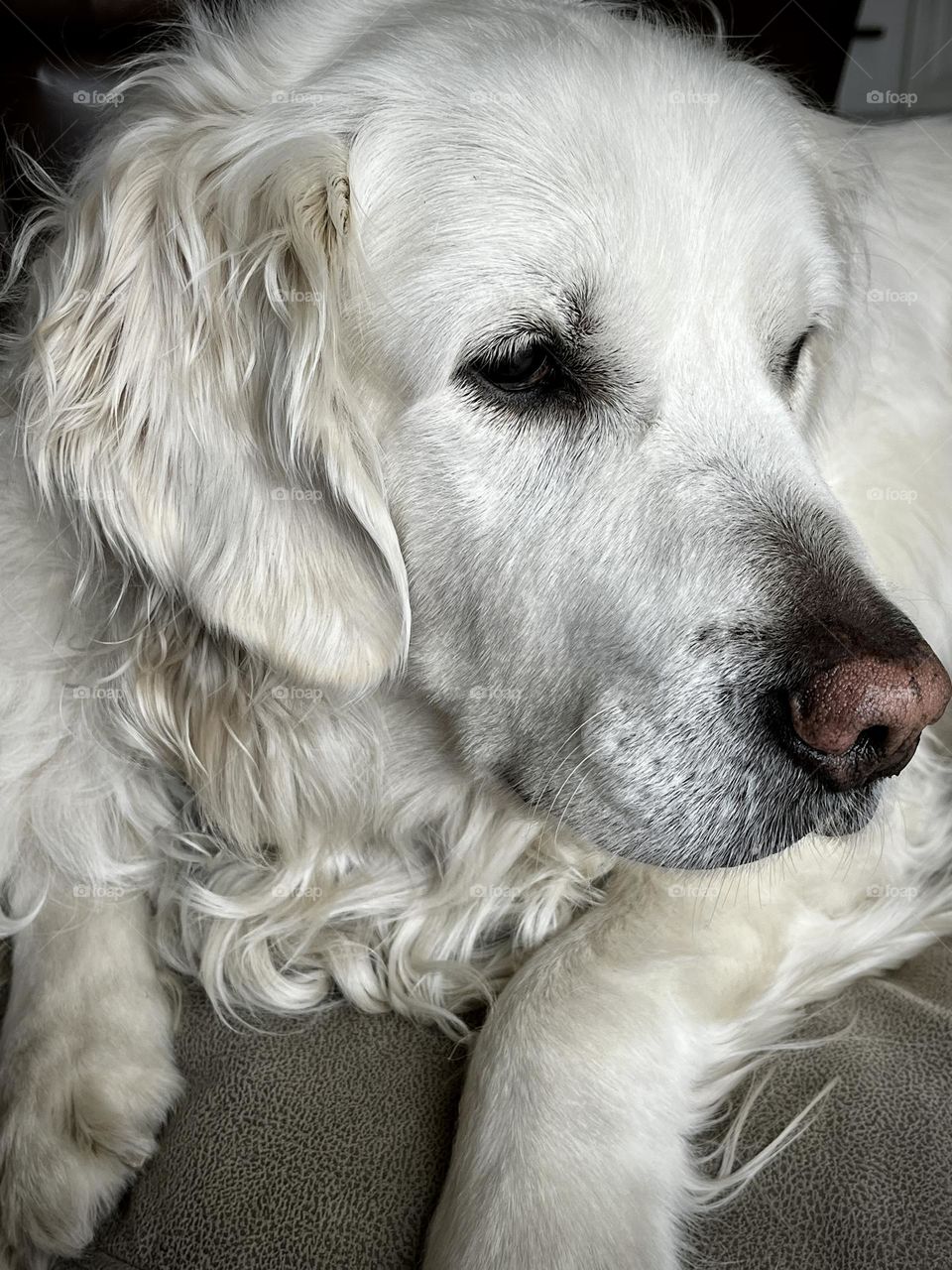White Dog Alert Face