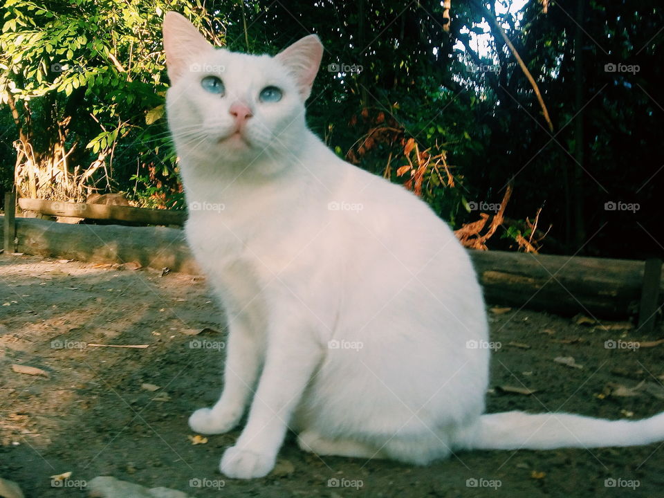 White cat