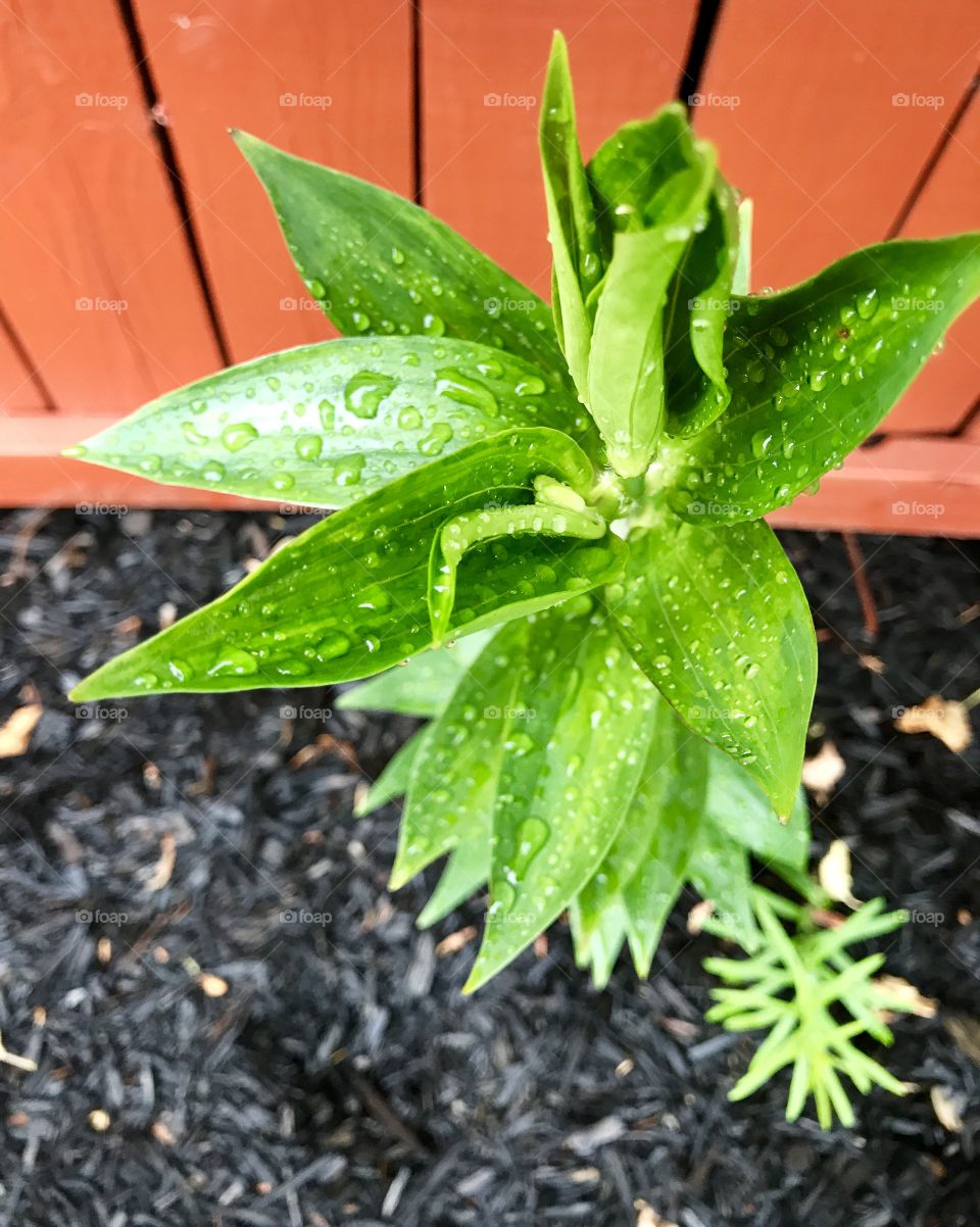 View from Top of Plant