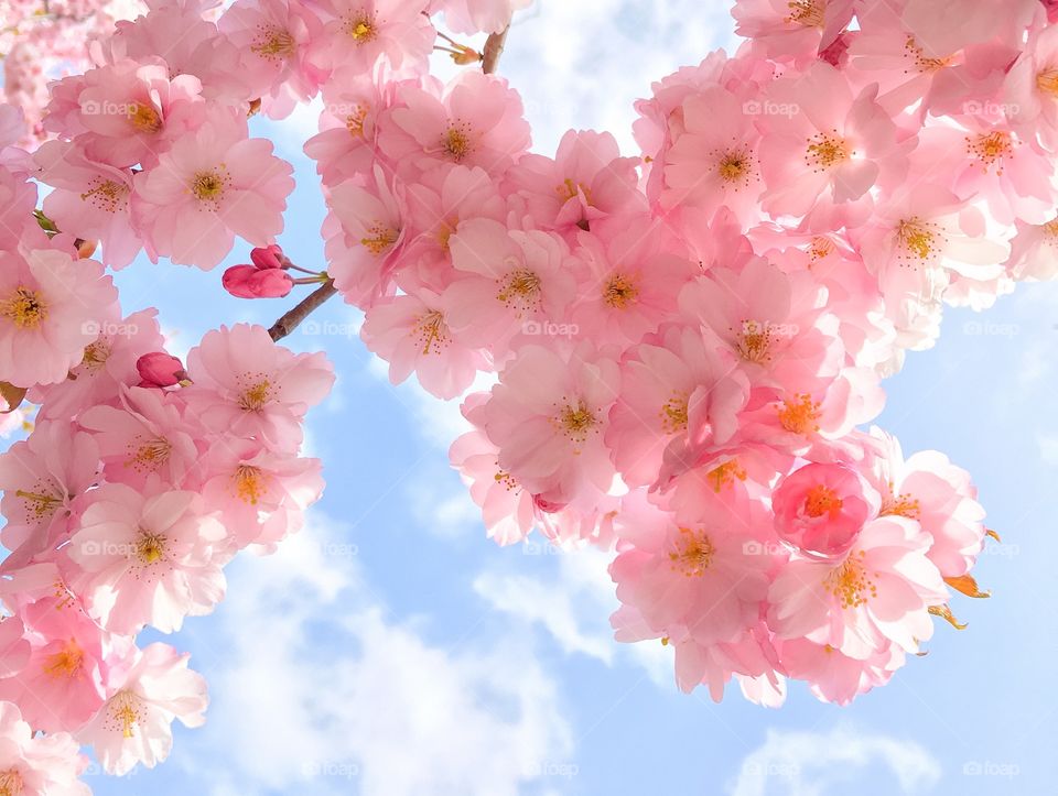 Low angle view of pink blossom against sky