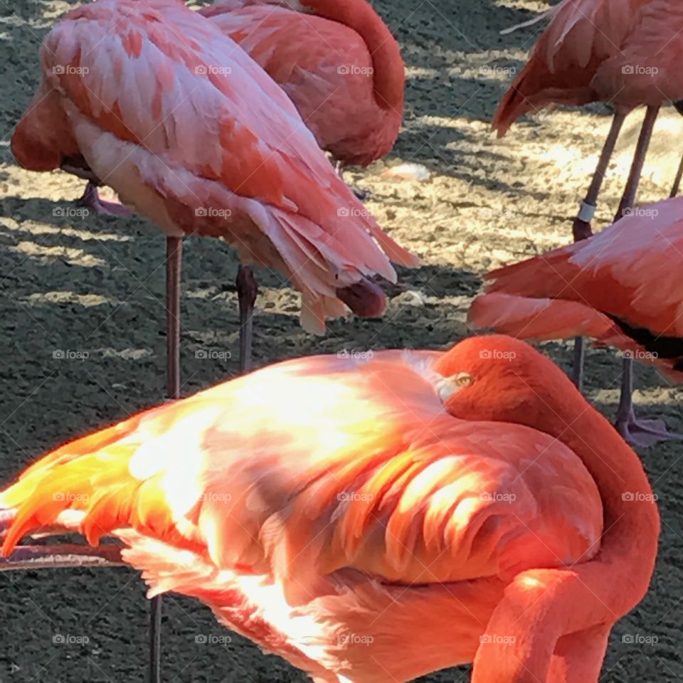 Napping flamingoes 