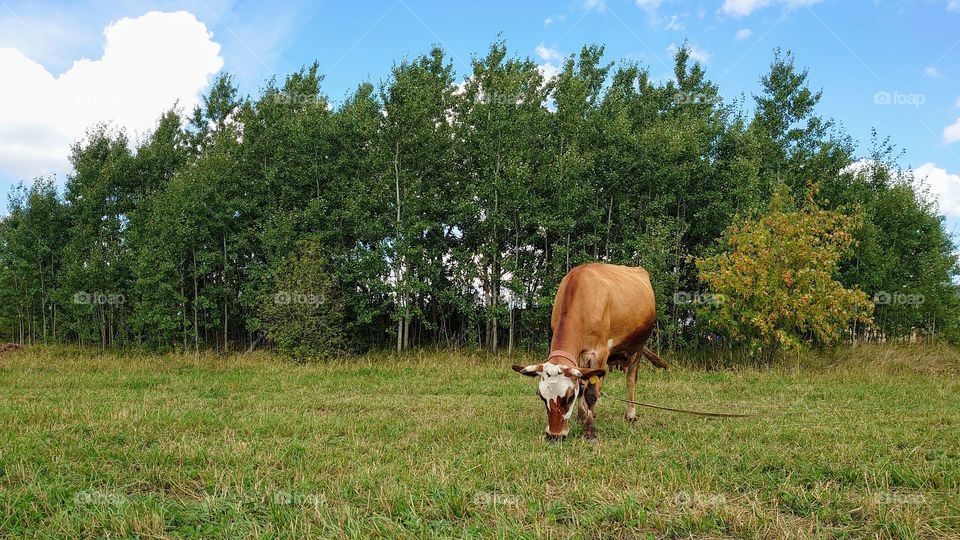 Happy cow lunch! Russian country