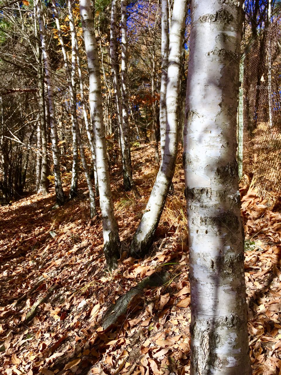 birch autumn forest