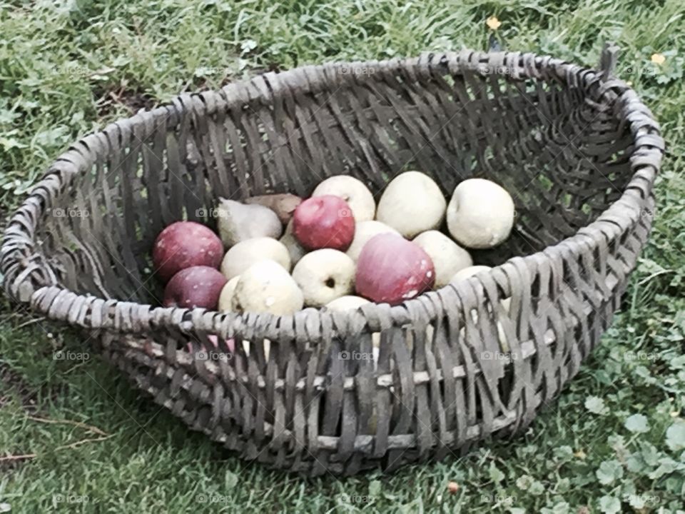 Basket of summer fruit