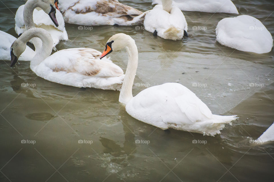 Swans. Winter time. Ice and snow. Low temperature. White background. Nature in white color.