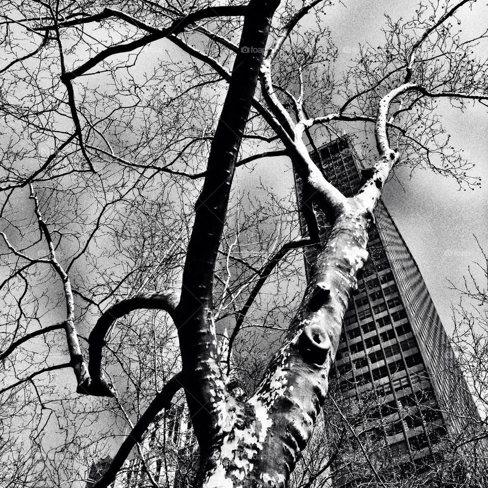 Madison Square Park #1.
