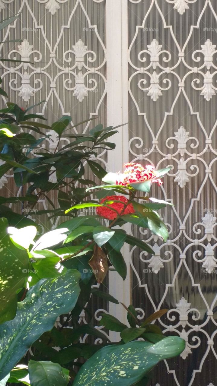 Flowers and the white window