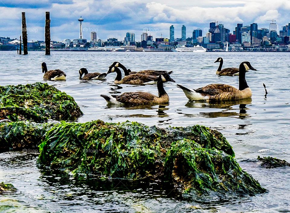 Gaggle of geese on Elliott Bay with downtown Seattle in the background. 