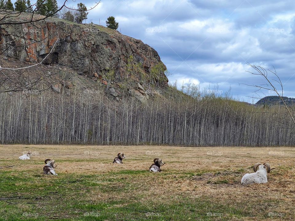 Long horn sheep resting in the pasture