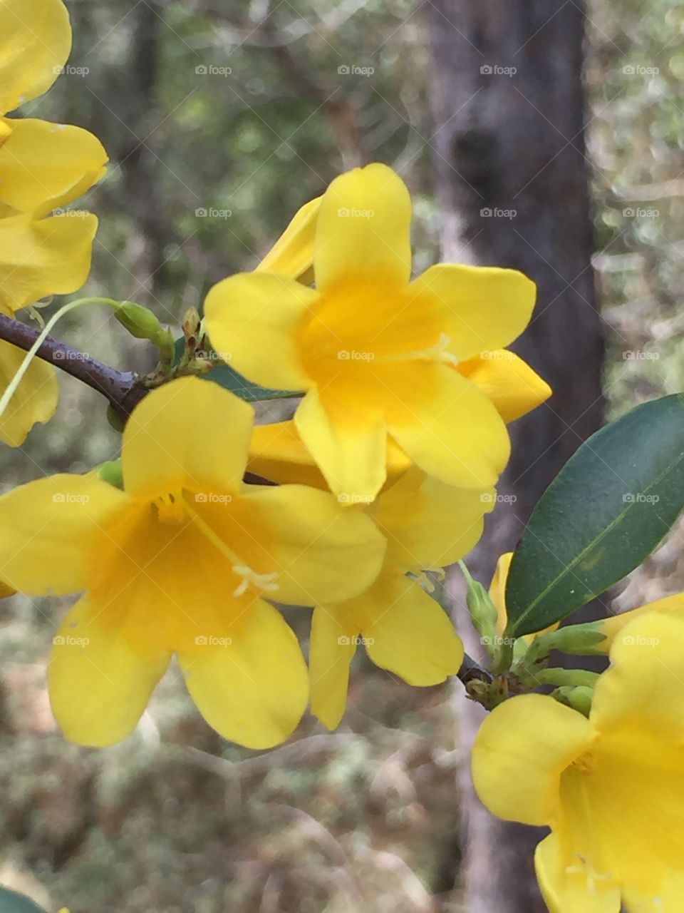 North Carolina Jasmine (Gelsemium Sempervirens) is a twining vine it is toxic to human just the same it is a beautiful bright yellow flower and the very first sign of spring.