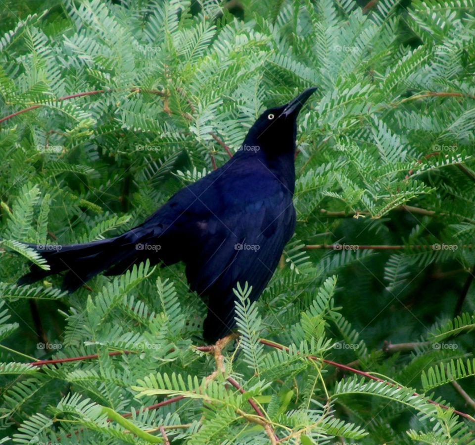 Beautiful Grackle in a Tree