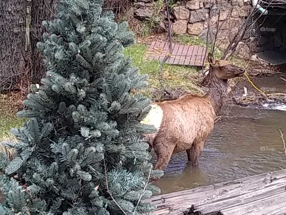 Elk in Evergreen