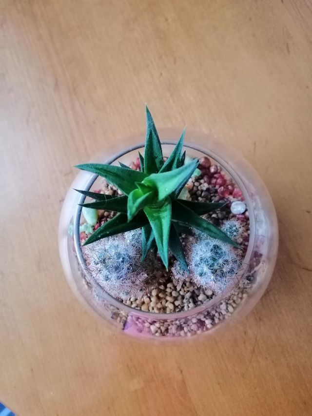 Cactus