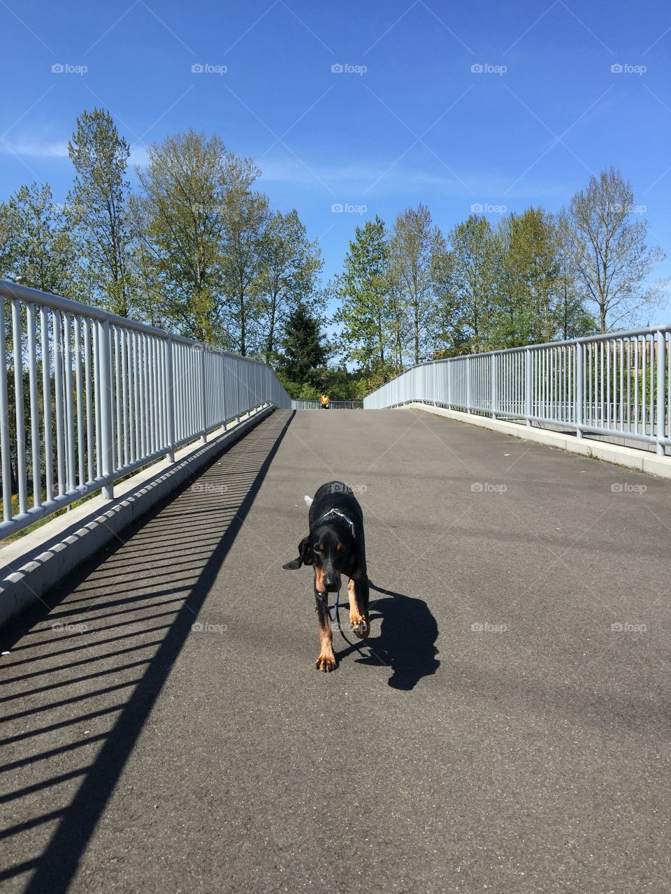 Walking on the bridge . Out with the cyclists on the Interurban Trail