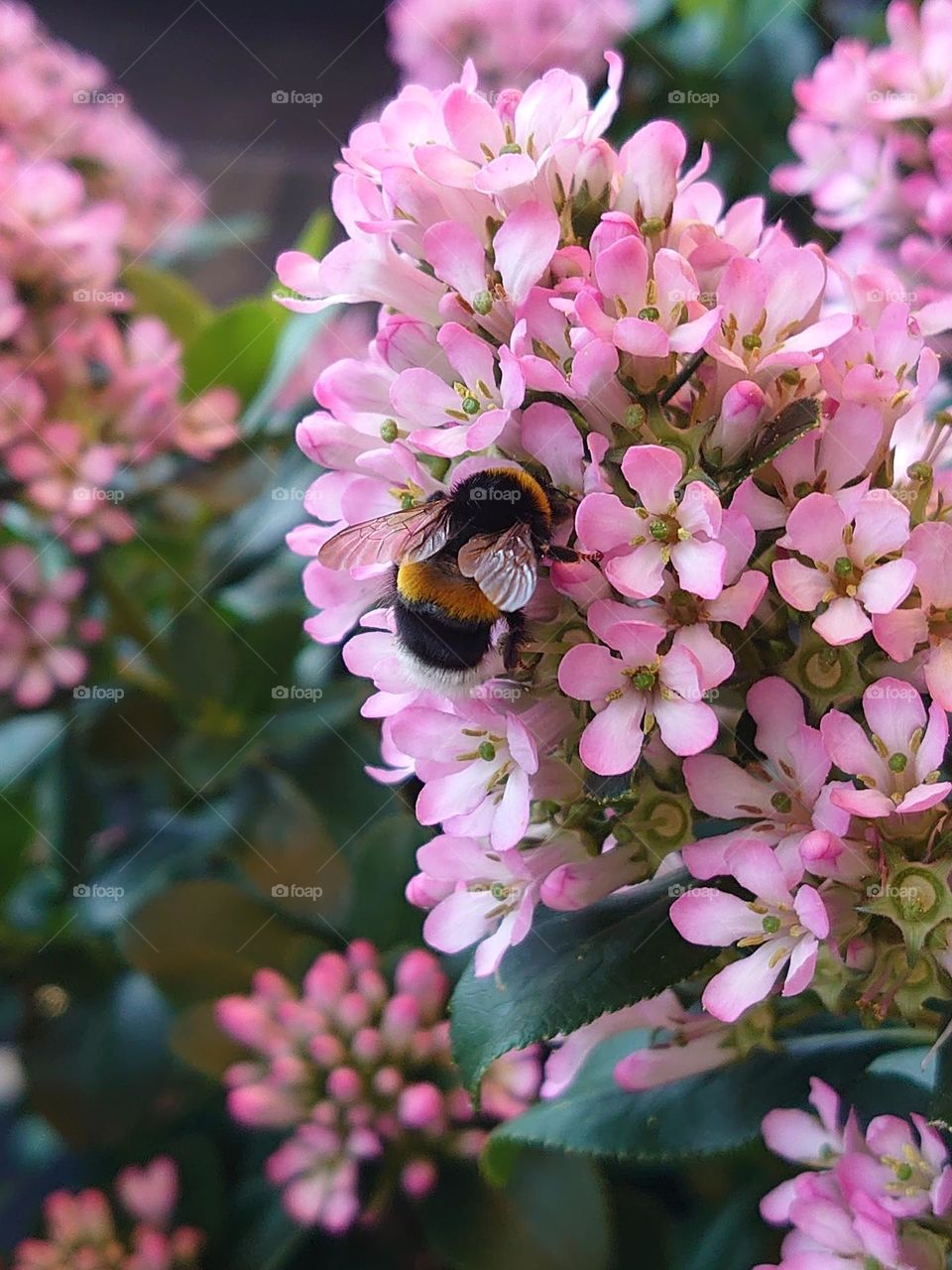 Bumblebee on pink flowers