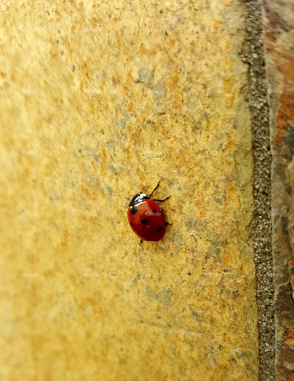 Ladybirds Close-ups