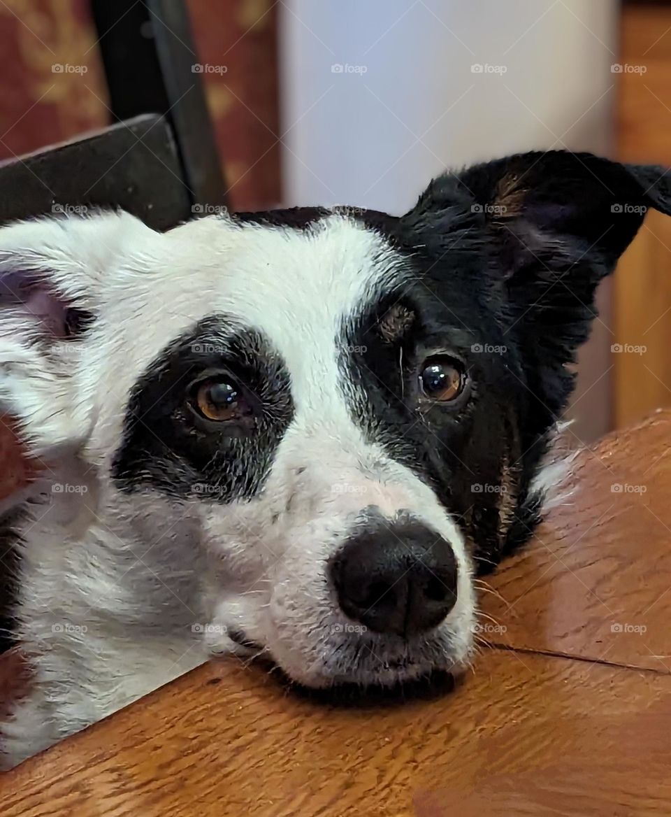 border collie hoping for a snack