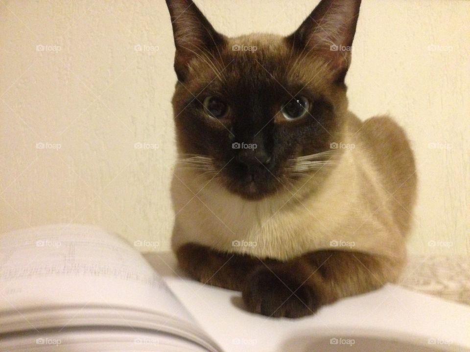 Smart cat. My cat Sherlock is booklover