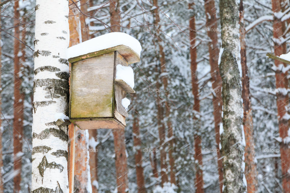 birdhouse in the woods in winter