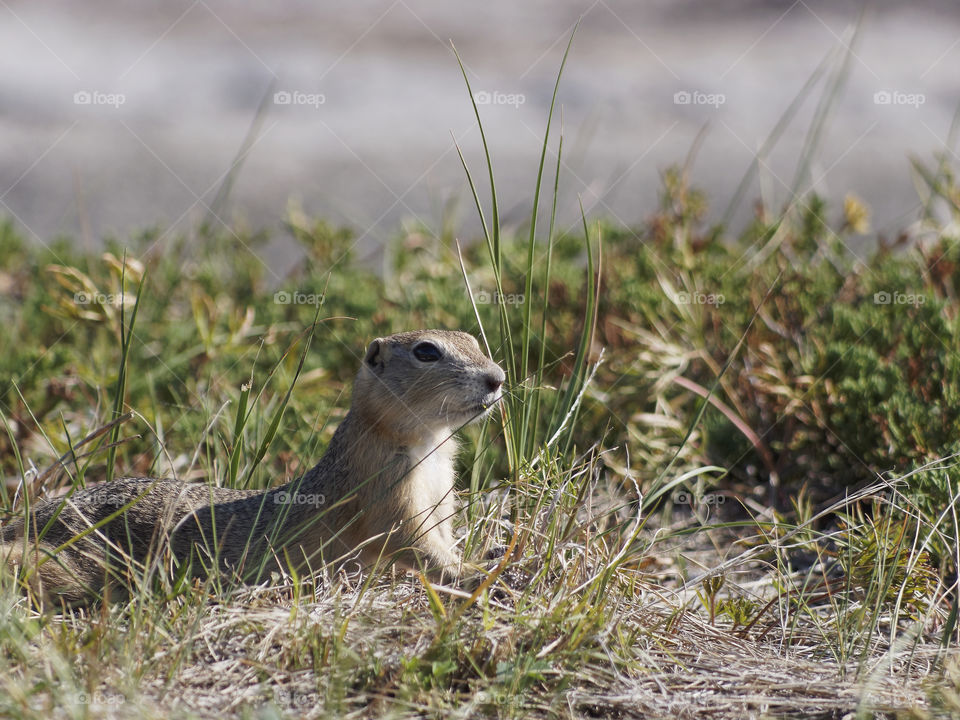 Mongoose in grass