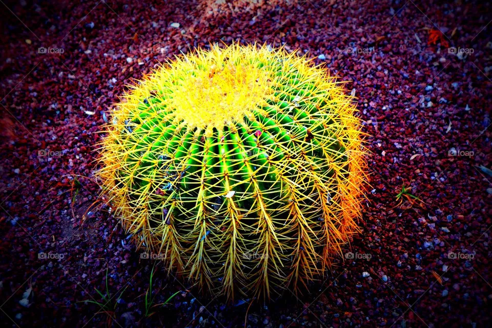 Spike 