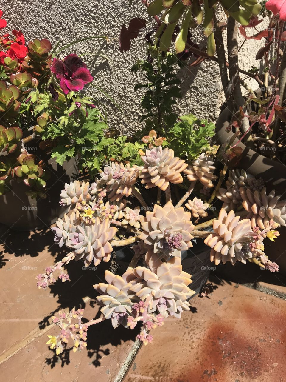 Succulents in summer 
