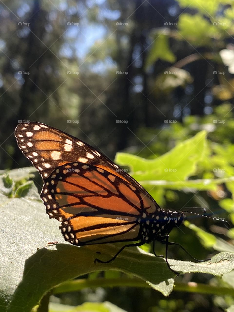 This time of the year the monarch butterfly migrates to mexico and we can get to see them extremely close.