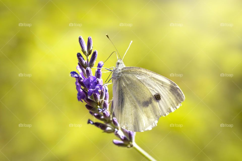 Closeup of butterfly on flower