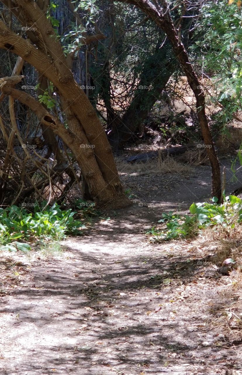 path way to Eraborn? mystery and dappled sunlight