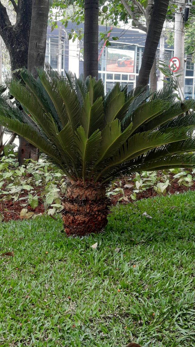 Natureza