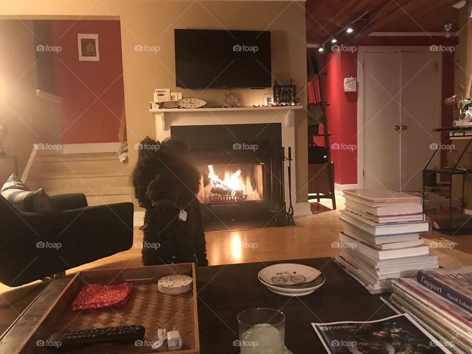 Dog, fire, books, drink. Perfect winter evening