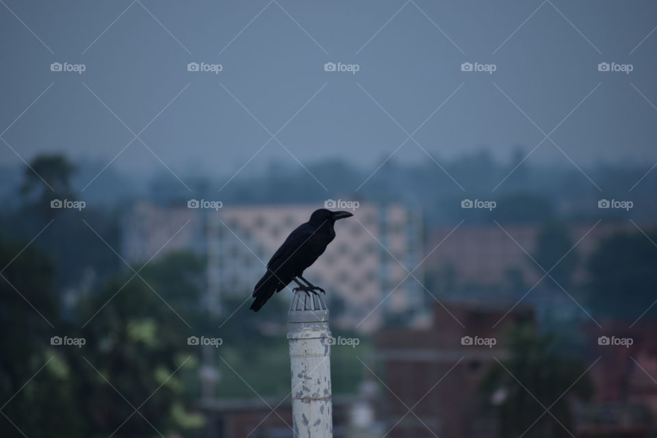 Black Crow..
