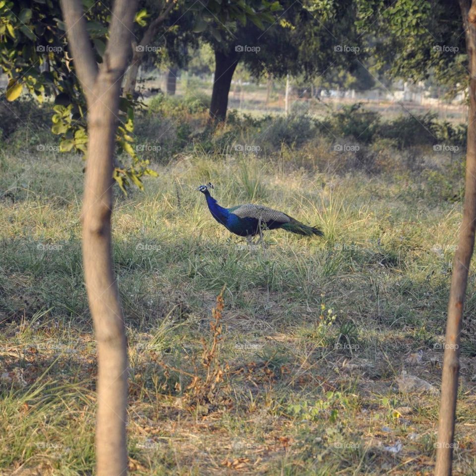 nature pictures  click by @divy.gahelot