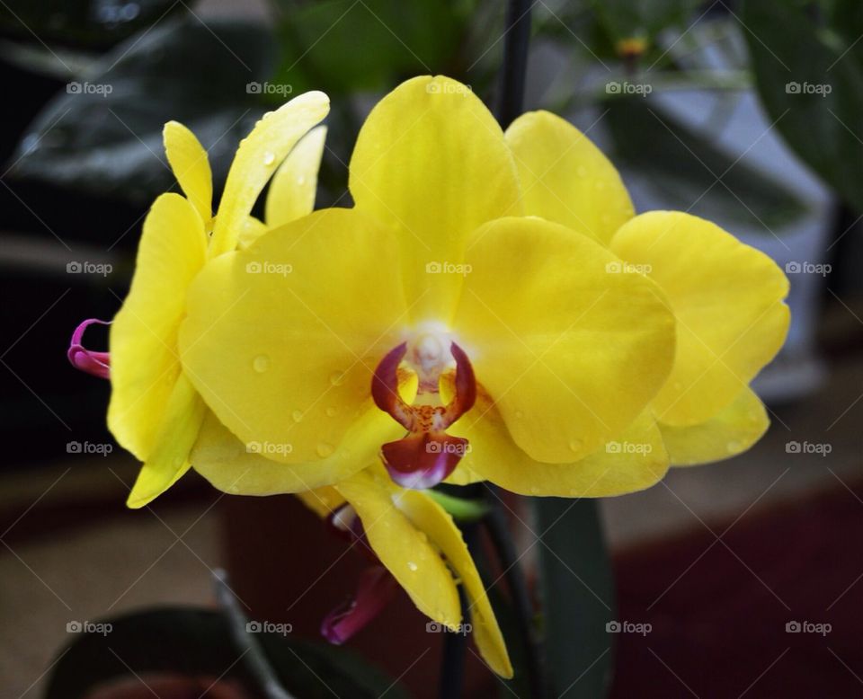 Yellow orchid