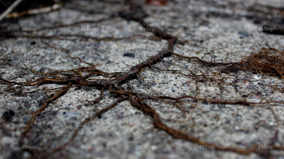 roots traveling across the cement floor